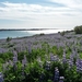IJSLAND 300pic  1254