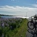 IJSLAND 300pic  1255