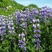 IJSLAND 300pic  1256