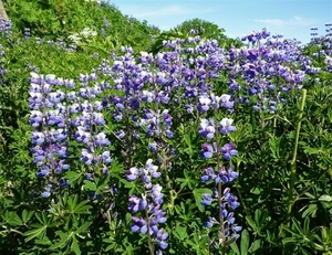 IJSLAND 300pic  1256