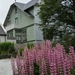 IJSLAND 300pic  1304
