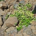IJSLAND 300pic  0191