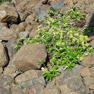 IJSLAND 300pic  0191