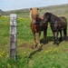 IJSLAND 300pic  0260