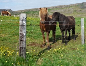 IJSLAND 300pic  0260