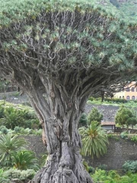 20110225 dag 6: Tenerife, daguitstap 2.