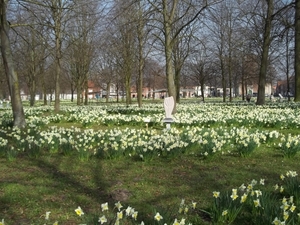 narcissen op den Dries