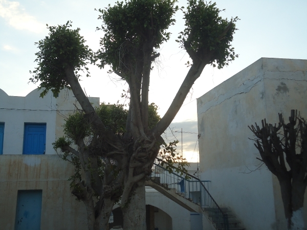 DSC02456