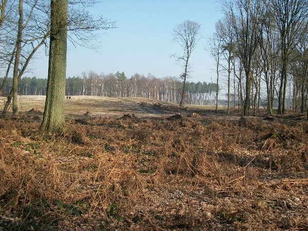 018-Heide en Bos in Averbode