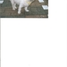 ons hondje helaas overlede