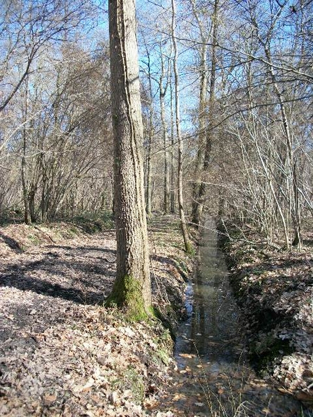 20-Steentjesbos-46ha bos