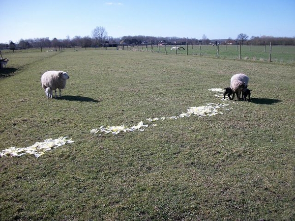 26-En natuurlijk lekker witloof!!