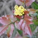 001 NATUUR ICOONTJES....