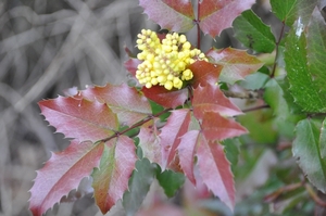 001 NATUUR ICOONTJES....