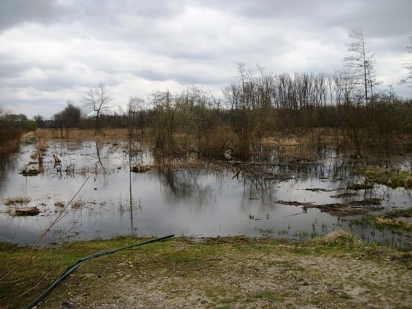 59-Scheldemoerassen