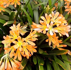 Hortus