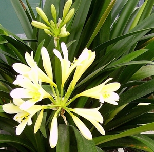 Hortus
