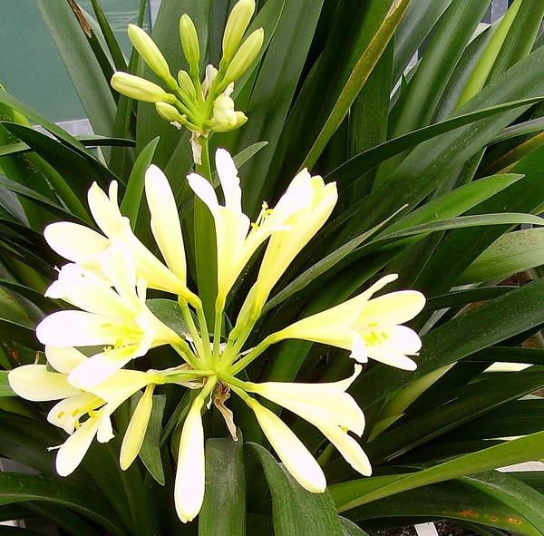 Hortus