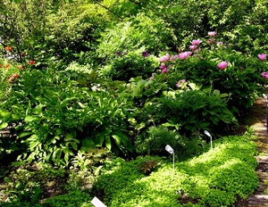 Hortus
