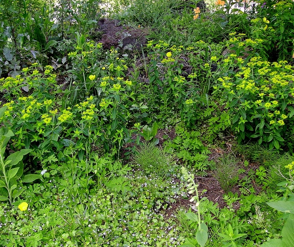 Hortus