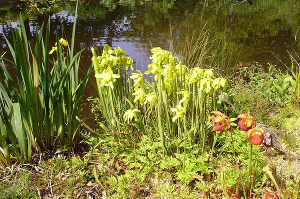 Hortus