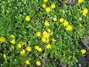 GELE BLOEMETJES OP DE DIJK