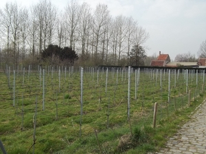 DE WIJNGAARDEN LANGS DE SCHELDE