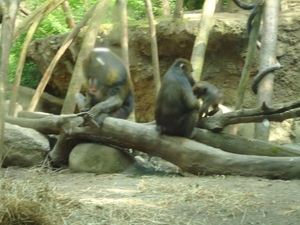 DSC00333