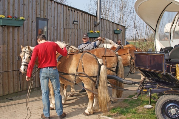 HAFLINGERS INSPANNEN