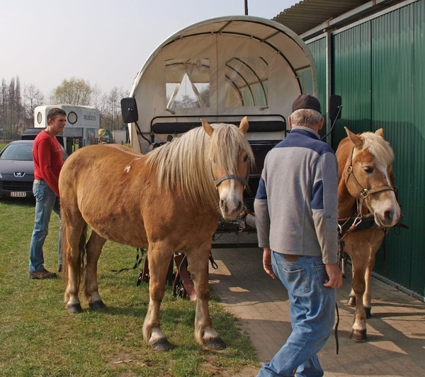 HAFLINGERS INSPANNEN