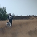 SLEDE DOGS  HELCHTEREN 00111