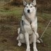 SLEDE DOGS  HELCHTEREN 01111