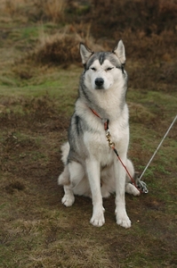 SLEDE DOGS  HELCHTEREN 01111