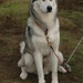 SLEDE DOGS  HELCHTEREN 01211
