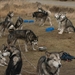 SLEDE DOGS  HELCHTEREN 01611
