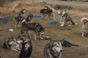 SLEDE DOGS  HELCHTEREN 01611