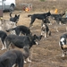 SLEDE DOGS  HELCHTEREN 01711