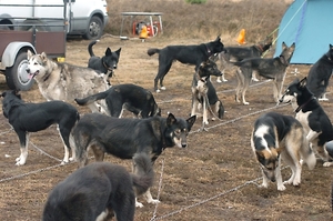 SLEDE DOGS  HELCHTEREN 01711