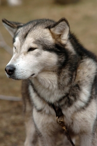 SLEDE DOGS  HELCHTEREN 01811