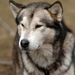 SLEDE DOGS  HELCHTEREN 01911