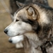 SLEDE DOGS  HELCHTEREN 02111