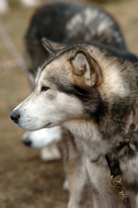 SLEDE DOGS  HELCHTEREN 02111