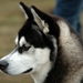 SLEDE DOGS  HELCHTEREN 02411