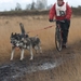 SLEDE DOGS  HELCHTEREN 03411