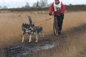 SLEDE DOGS  HELCHTEREN 03411