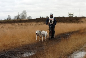 SLEDE DOGS  HELCHTEREN 03611