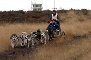 SLEDE DOGS  HELCHTEREN 03811