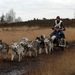SLEDE DOGS  HELCHTEREN 03911