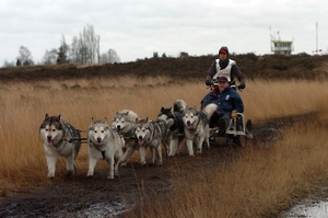 SLEDE DOGS  HELCHTEREN 03911