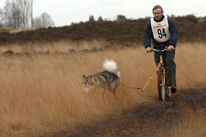 SLEDE DOGS  HELCHTEREN 04111